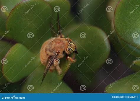 Gold Colored Male Valley Carpenter Bee Stock Image - Image of gold, teddy: 80573607