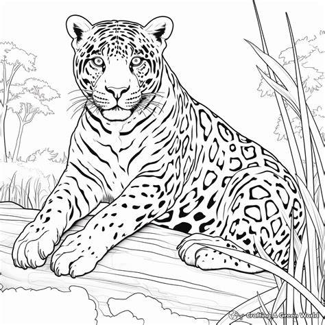 Jaguar Coloring Pages Color Outline Cheetah Head Printable Jaguars ...