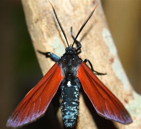 16 Types Of Red Moths (Pictures And Identification Guide)