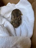 Image result for Injured Wild Baby Rabbit