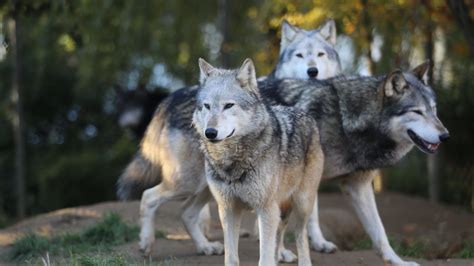 Wallpaper wolves, predator, flock, glance hd, picture, image