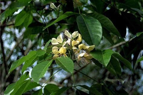 Medicinal plants | National Medicinal Plants Board|Government of India