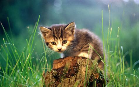 Image result for Cat Taking Using Computer