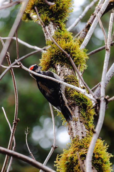 Cascade Head Trail Guide: Hike the Oregon Coast
