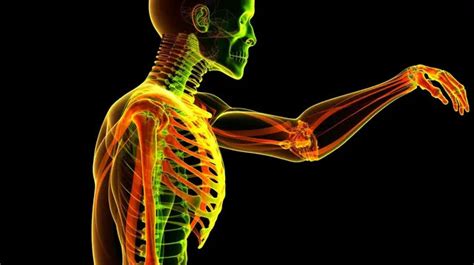 Animated Human Body 的图像结果