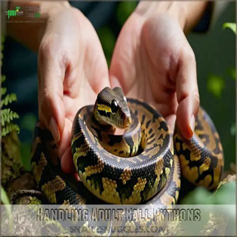 Image result for Handling a Ball Python