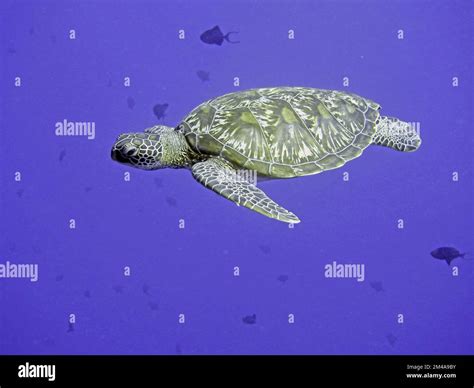 More macro love: turtles and flamboyant cuttlefish Stock Photo - Alamy
