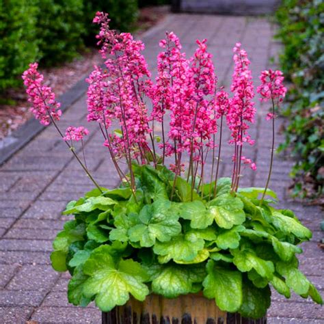 Heuchera Timeless Glow Coral Bells - 3 Well Rooted Starter Plants in 1 ...