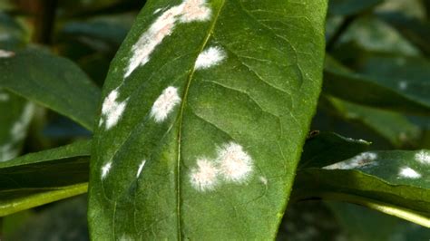 What Causes Powdery Mildew on Plants and How to Treat It