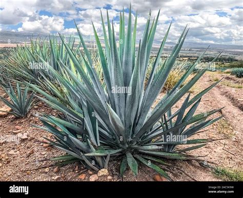 Agave Plant Tequila