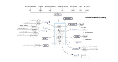 Image result for Endocrine System Flow Chart