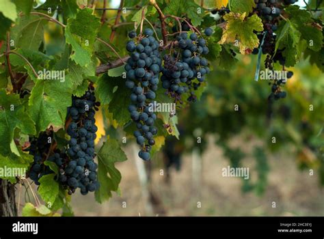 Grapes 的图像结果