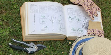 Pruning Your Lemon Tree 101