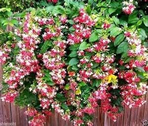 Madhumalti/Rangoon Creeper combretum indicum Ornamental Climbing ...