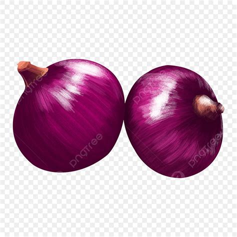 Purple Onion PNG Image, Purple Onion Vegetables Fruit, Onion Clipart ...