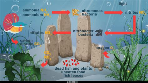How to lower a nitrates in fish tank? - Setup Fish Tank
