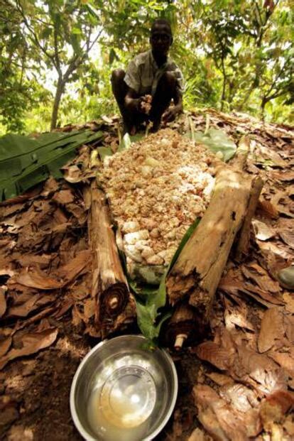 Cocoa production at risk: Can scientists save us from a world without ...