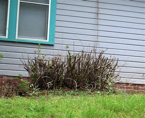 Image result for Azalea Pruning