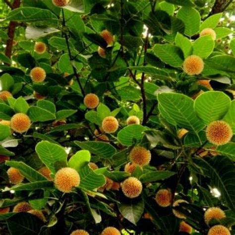 green paradise kadamba Tree krishna kadamb tree live plant ...