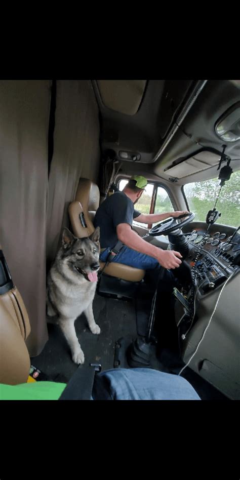 How Do You Let Uber Know You Have A Dog