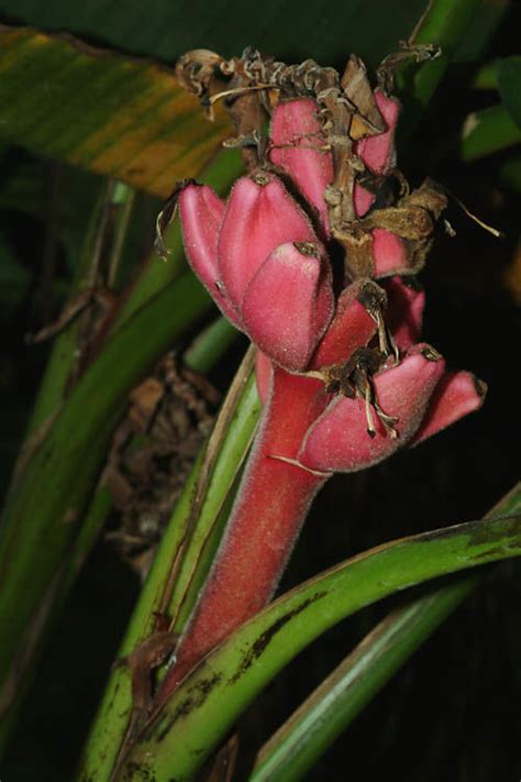 Musa velutina H.Wendl. & Drude | Plants of the World Online | Kew Science