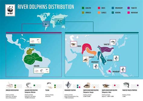 River Dolphins | WWF