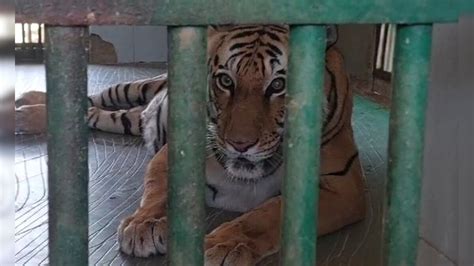 Rajasthan: वन्यजीवों को गर्मी से बचाने के लिए खास इंतजाम, शेर-बाघ पर ...