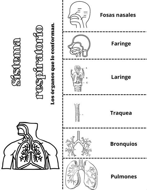 Organos del sistema respiratorio, Sistema respiratorio, Sistema del ...