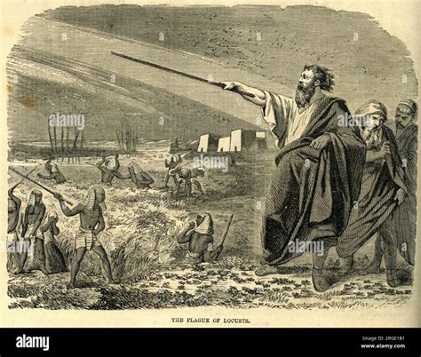 Plague Of Locusts Bible