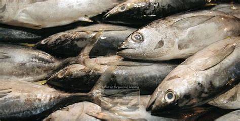 How to Start Fish Farming 的图像结果