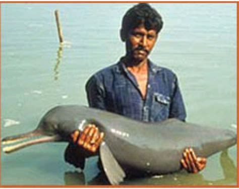Ganges River Dolphin Endangered