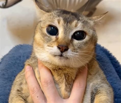 Tole tole. i hate tole tole. in 2024 | Ugly cat, Pretty cats, Cute cats