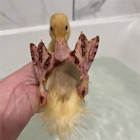 What Is A Baby Duck Called In French at Steven Sanford blog