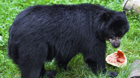 Black Bear Eating Berries