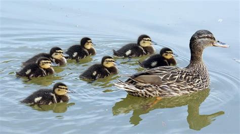 University of Essex study looks at fall in duck populations - BBC News