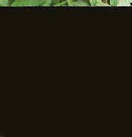 Eranthemum - JungleKey.in Image