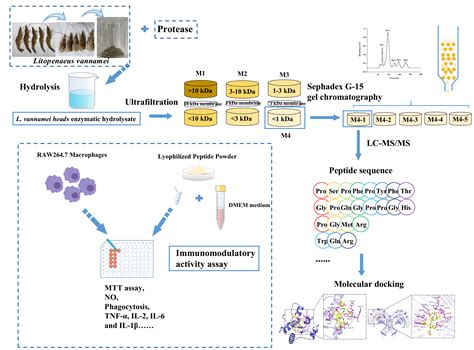 Purification, Identification and Molecular Docking of Immunomodulatory ...