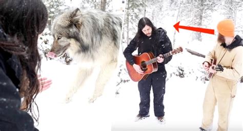 Image result for Wolves Song Balble