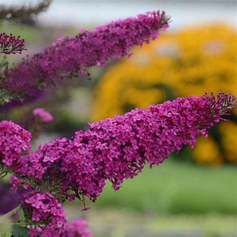 Pink Cascade Butterfly Bush | Plant Addicts