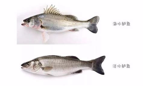 买鲈鱼，要懂“海鲈”和“河鲈”的区别，差别不少，建议仔细了解 - 知乎