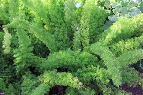 Asparagus Fern - Free Public Domain Stock Photo