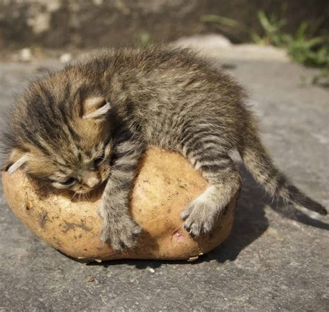 Can Cats Eat Potatoes? It Can Be Dangerous If Done Wrong