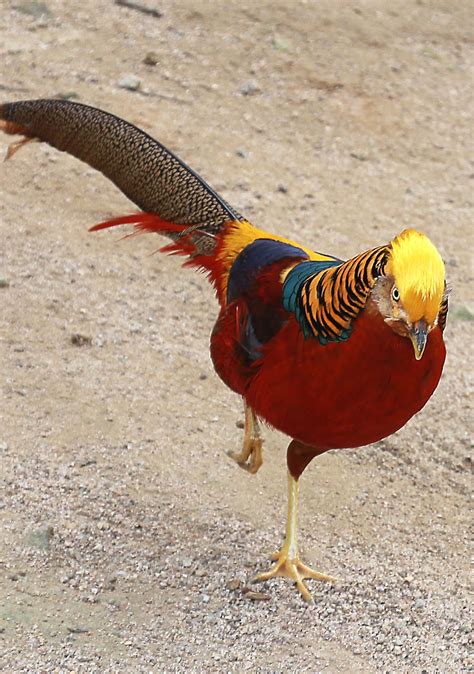 Picture of a red golden pheasant - About Wild Animals