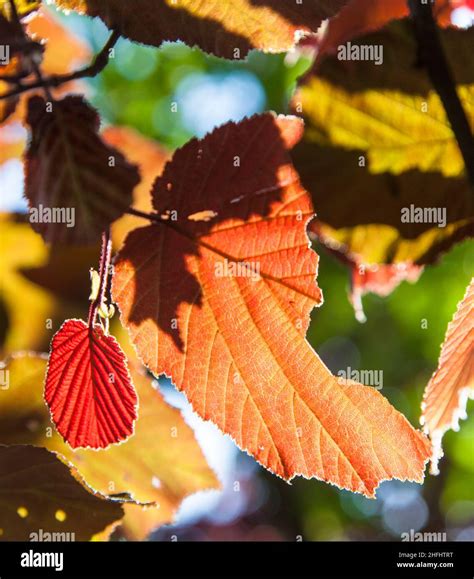 detail of leaves in the forest with indian summer colors Stock Photo ...