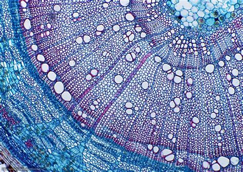 Image result for Microscope World