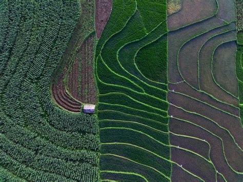 Image result for Farming Patterns Java