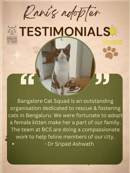 Cat Adoption Bangalore – Foster Care & Kitten Adoption with Cat Squad ...
