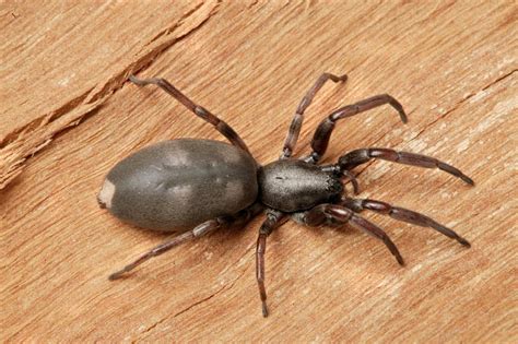 14 Astounding Facts About White-tailed Spider - Facts.net