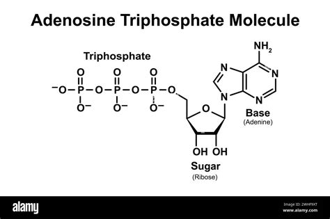 Image result for ATP Molecule Structure