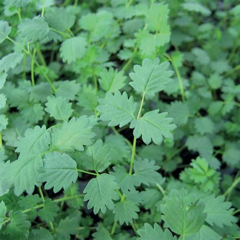 Unwins Salad Herb Burnet Seeds - Herbs – Unwins UK